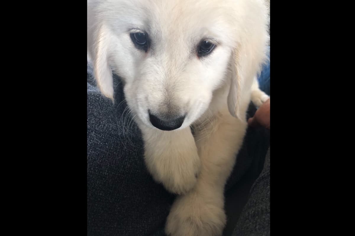 💙English CreamGolden Retriever Puppies $3500 breeder image 70