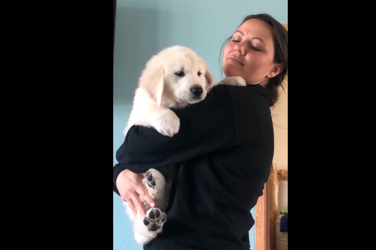 💙English CreamGolden Retriever Puppies $3500 breeder image 71