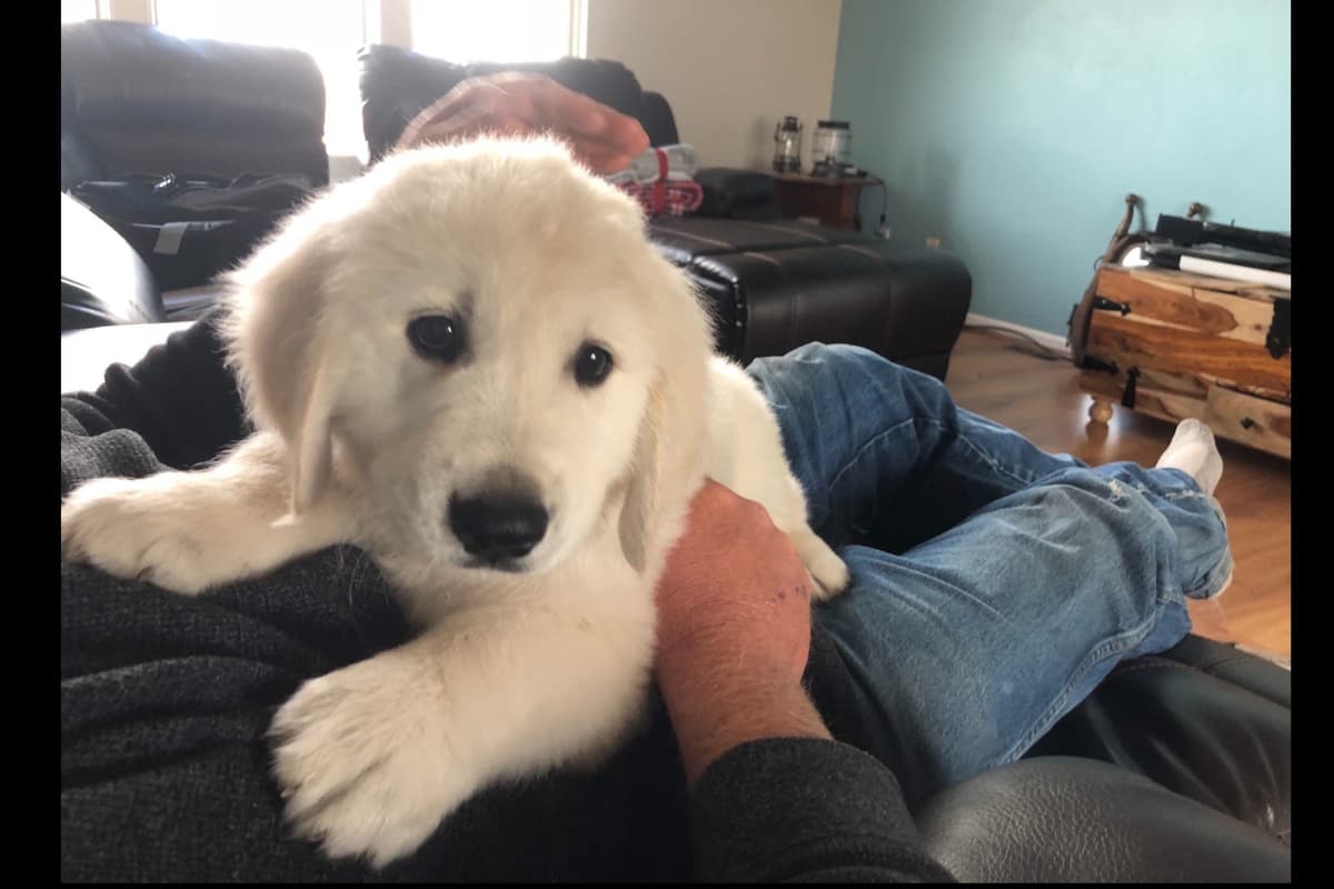 💙English CreamGolden Retriever Puppies $3500 breeder image 72