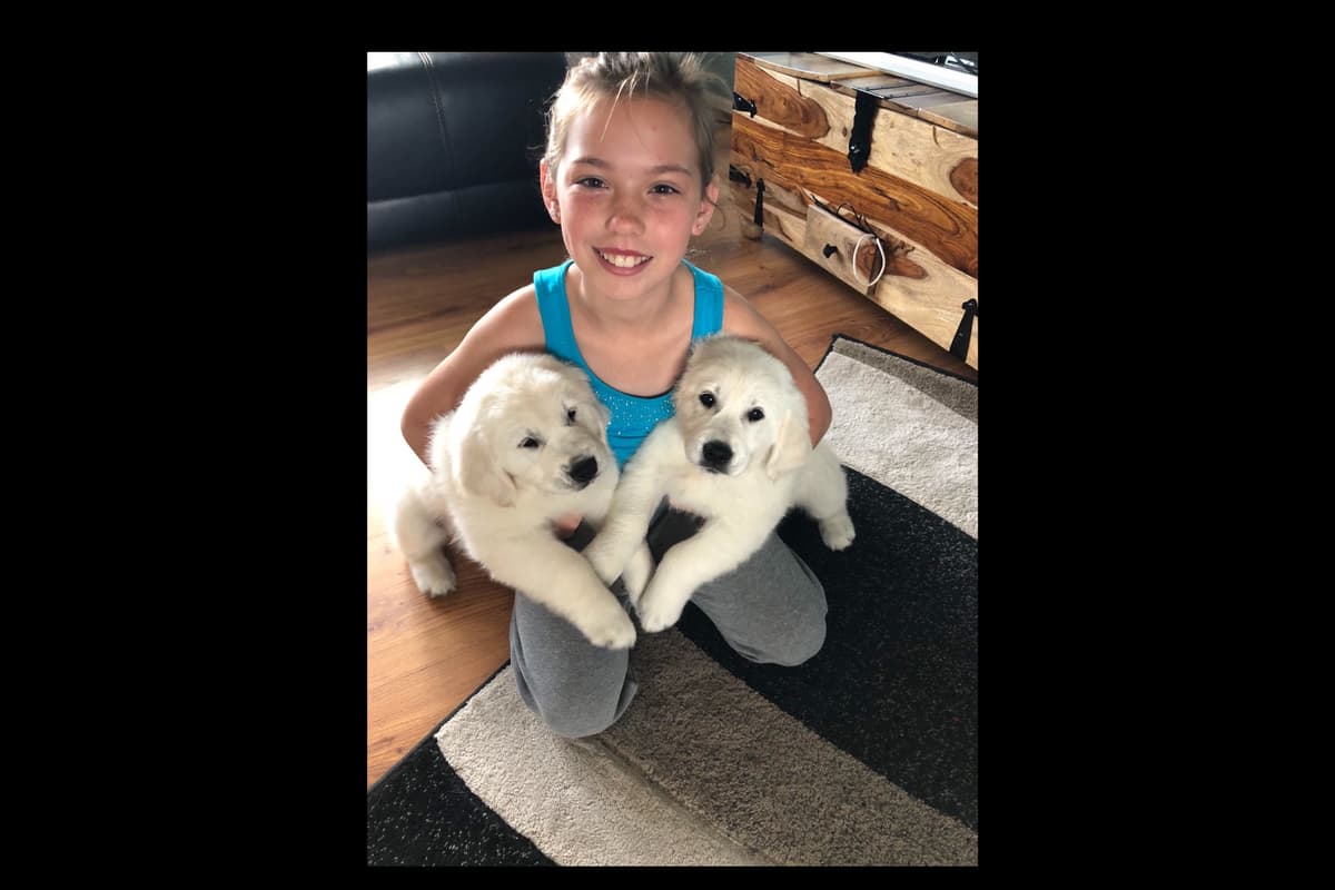 💙English CreamGolden Retriever Puppies $3500 breeder image 16