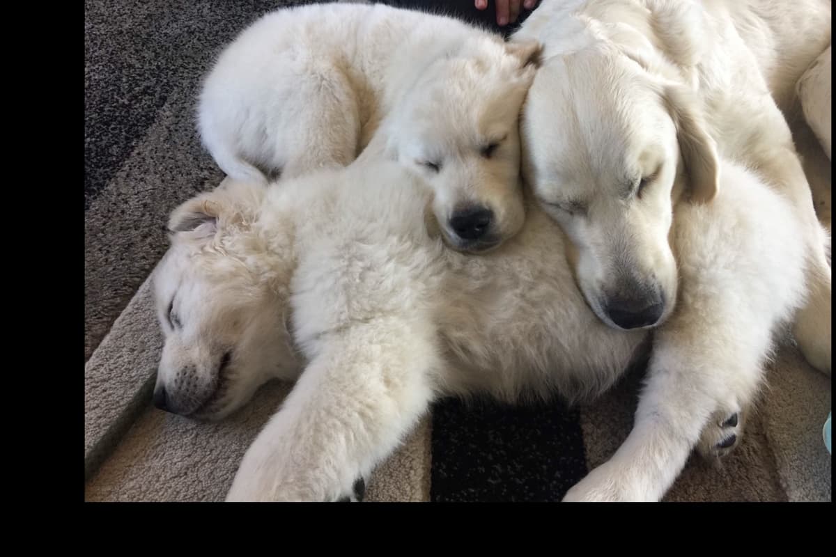 💙English CreamGolden Retriever Puppies $3500 breeder image 74