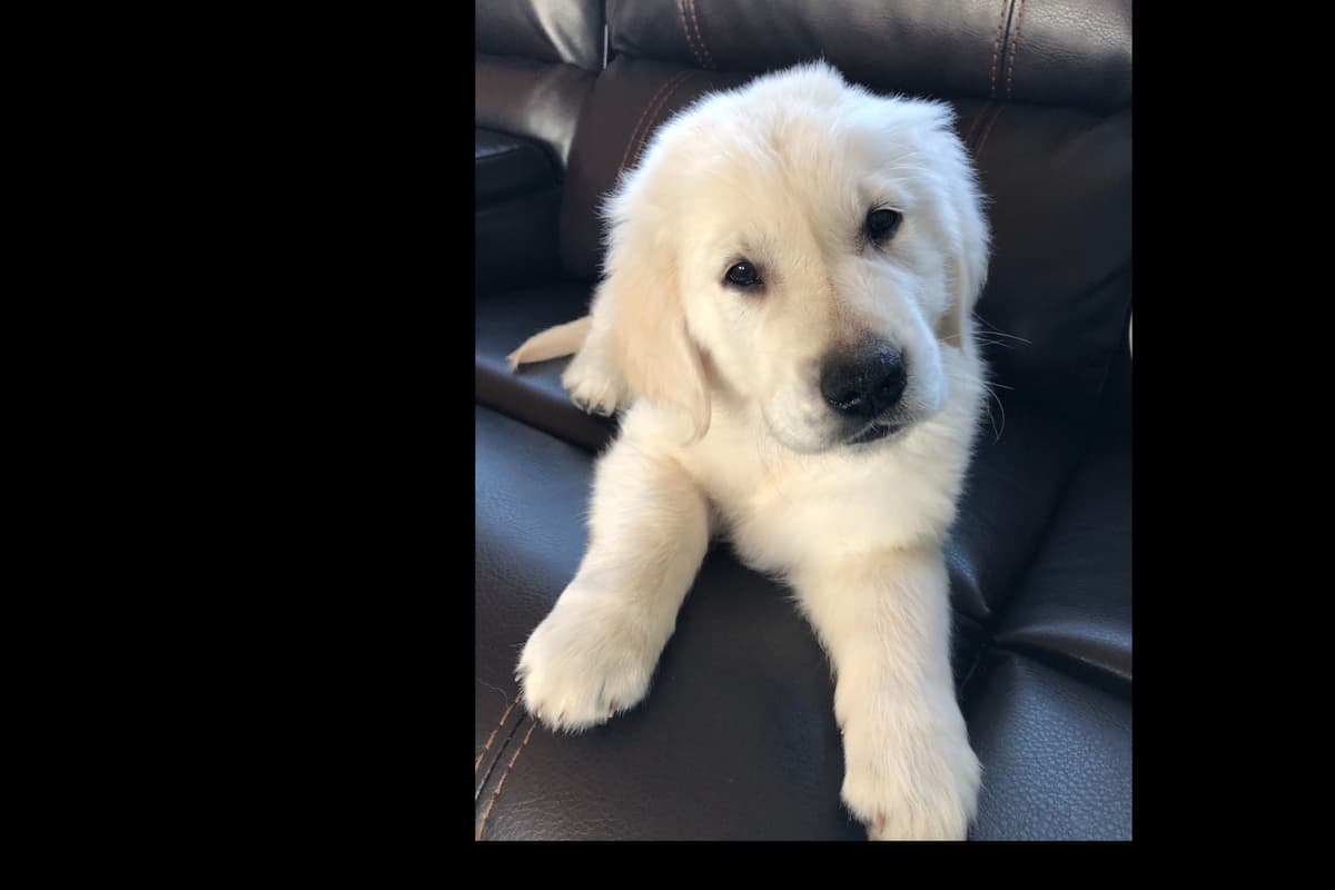 💙English CreamGolden Retriever Puppies $3500 breeder image 24