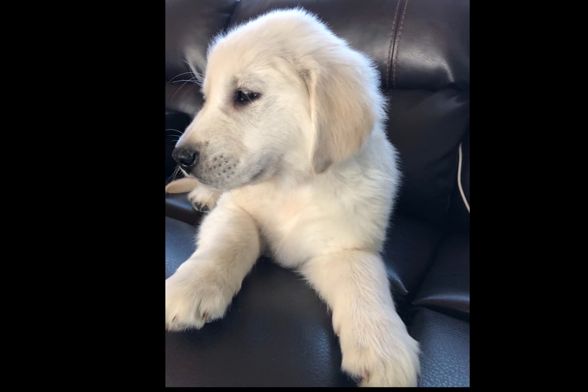 💙English CreamGolden Retriever Puppies $3500 breeder image 19