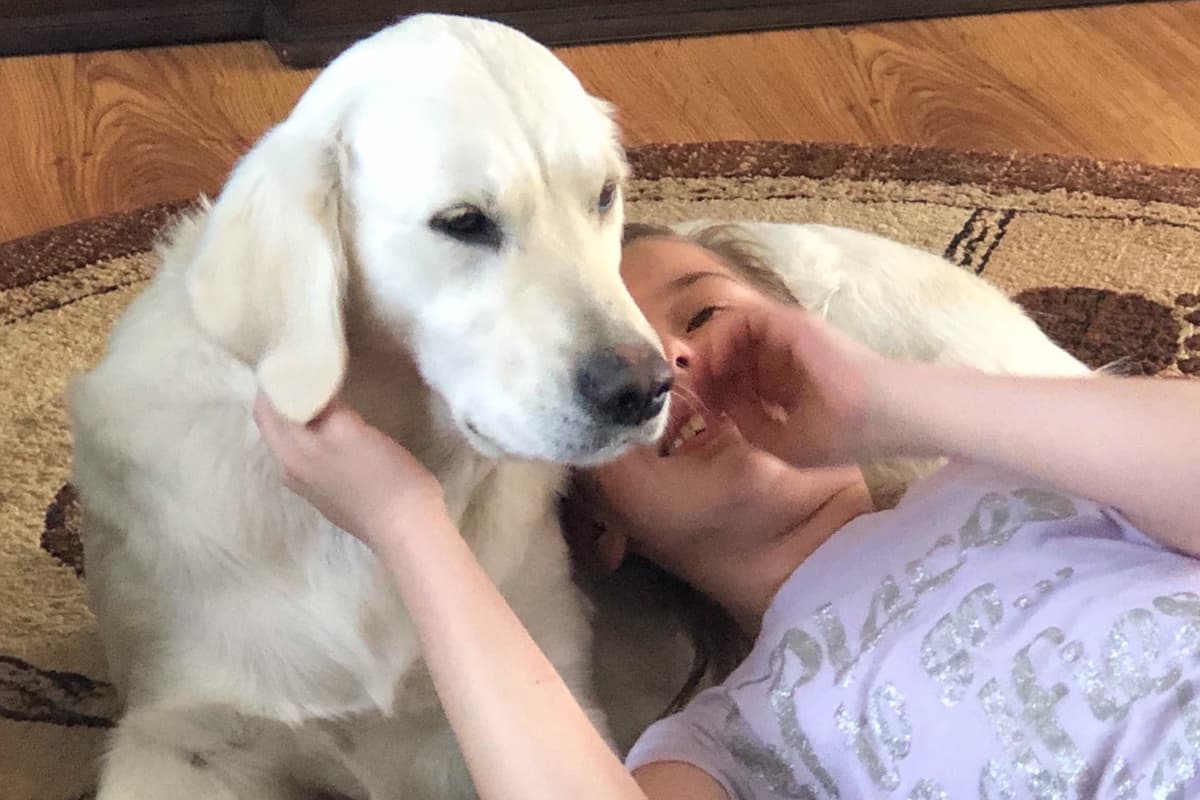 💙English CreamGolden Retriever Puppies $3500 breeder image 77
