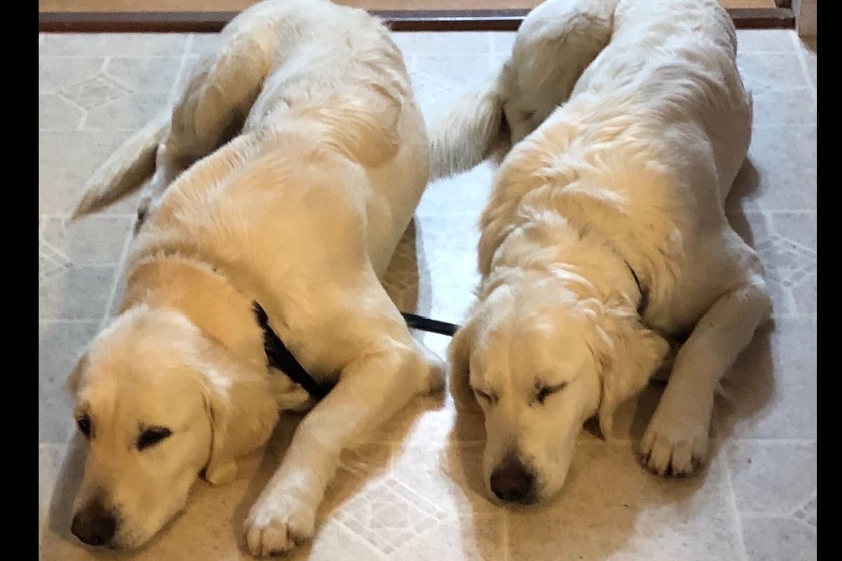 💙English CreamGolden Retriever Puppies $3500 breeder image 83