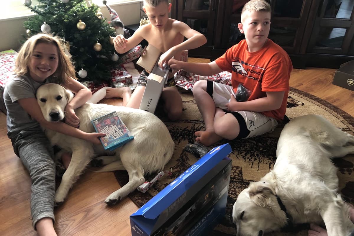 💙English CreamGolden Retriever Puppies $3500 breeder image 84
