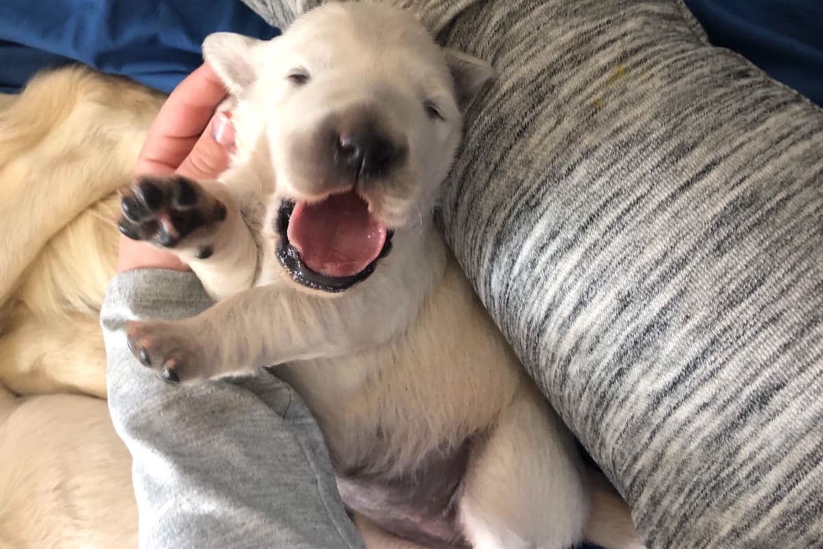 💙English CreamGolden Retriever Puppies $3500 breeder image 86