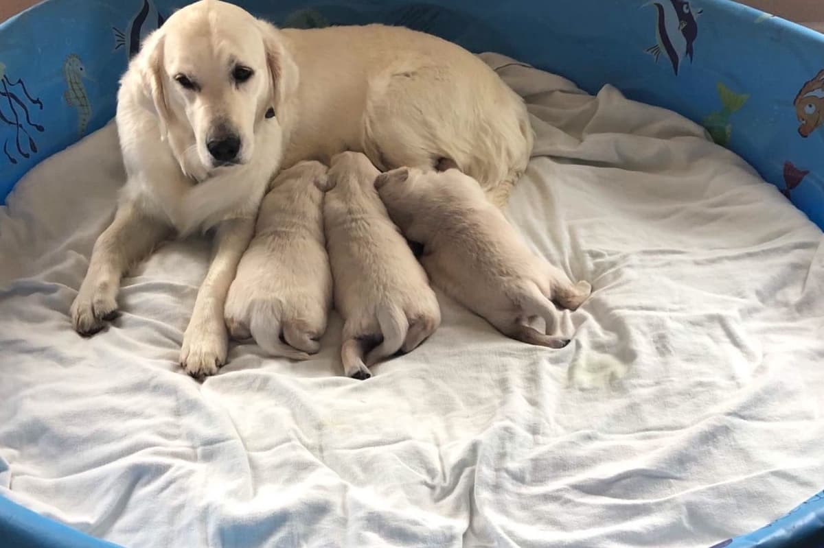 💙English CreamGolden Retriever Puppies $3500 breeder image 87