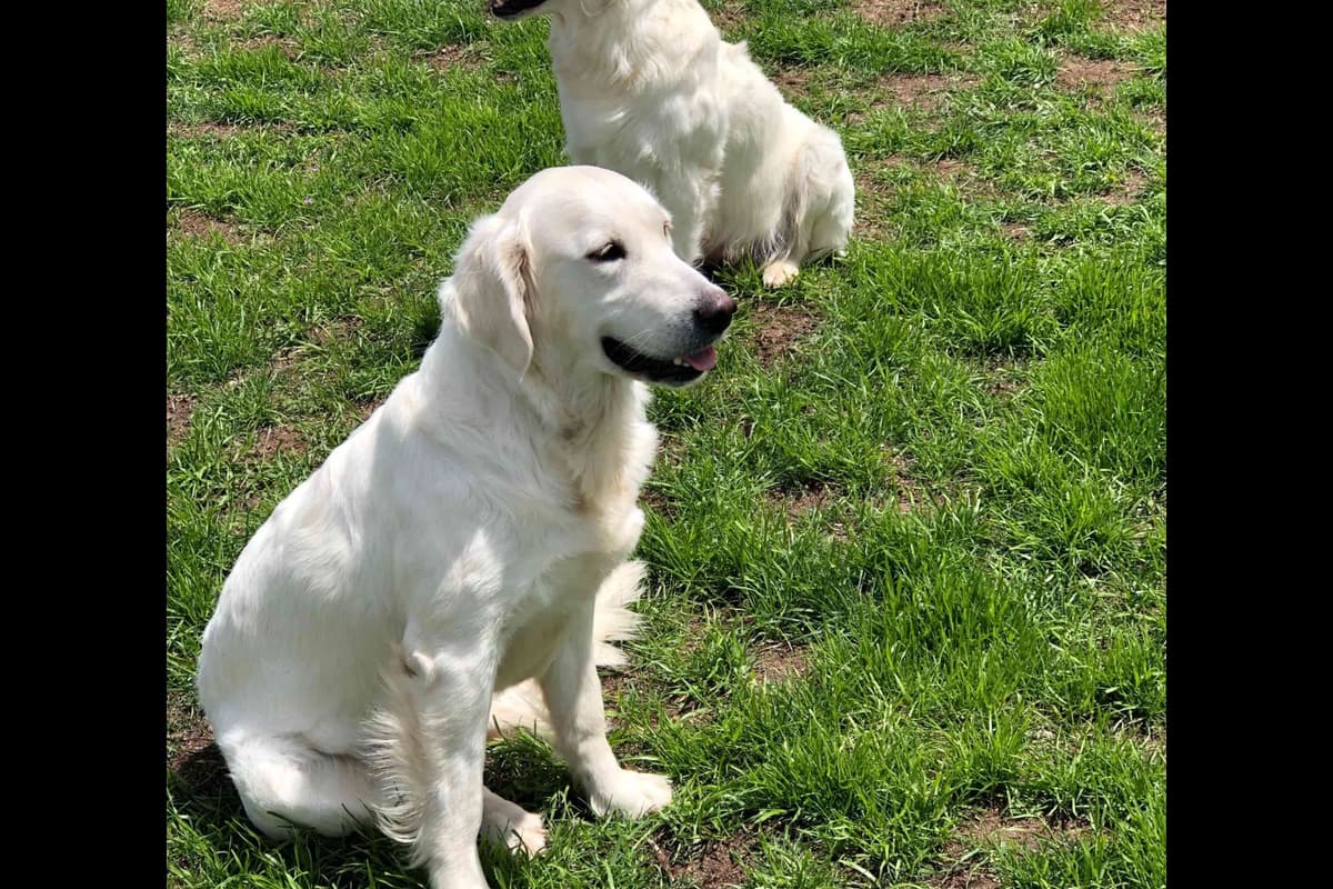 💙English CreamGolden Retriever Puppies $3500 breeder image 89