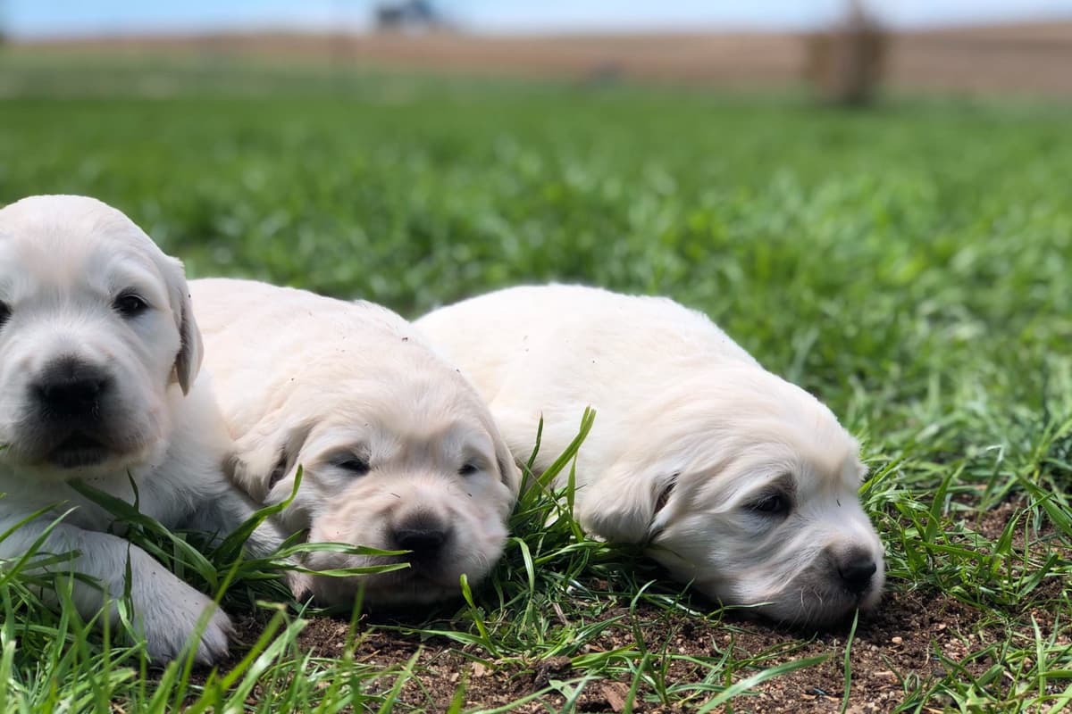 💙English CreamGolden Retriever Puppies $3500 breeder image 91