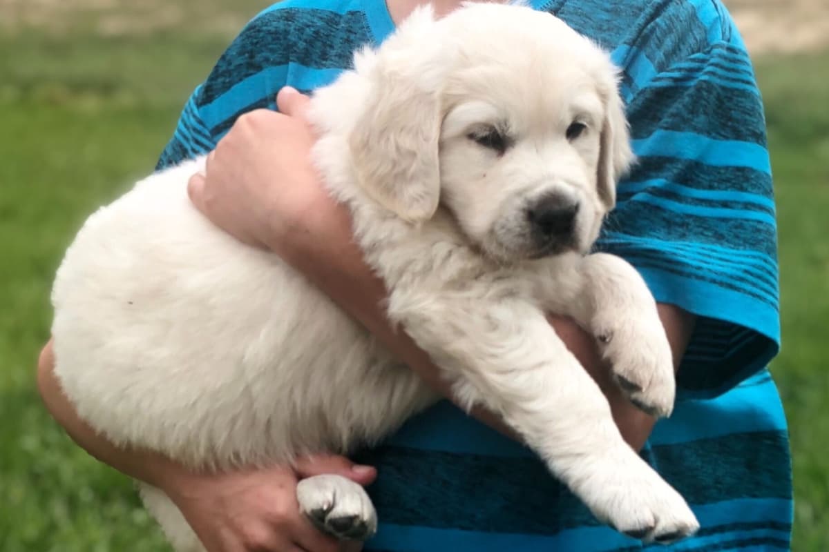 💙English CreamGolden Retriever Puppies $3500 breeder image 20