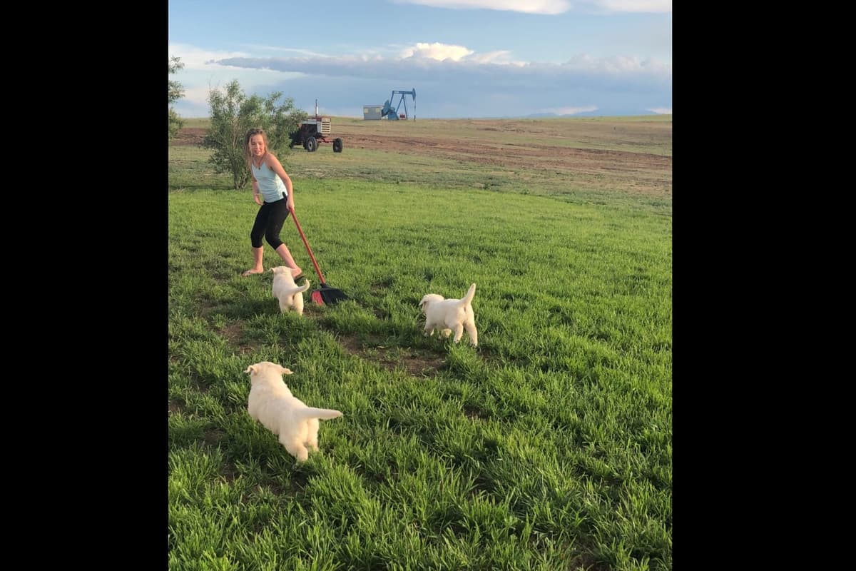 💙English CreamGolden Retriever Puppies $3500 breeder image 93
