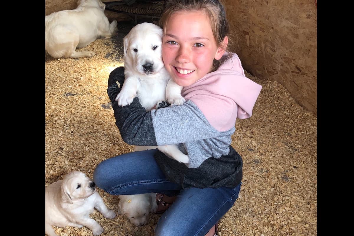 💙English CreamGolden Retriever Puppies $3500 breeder image 95