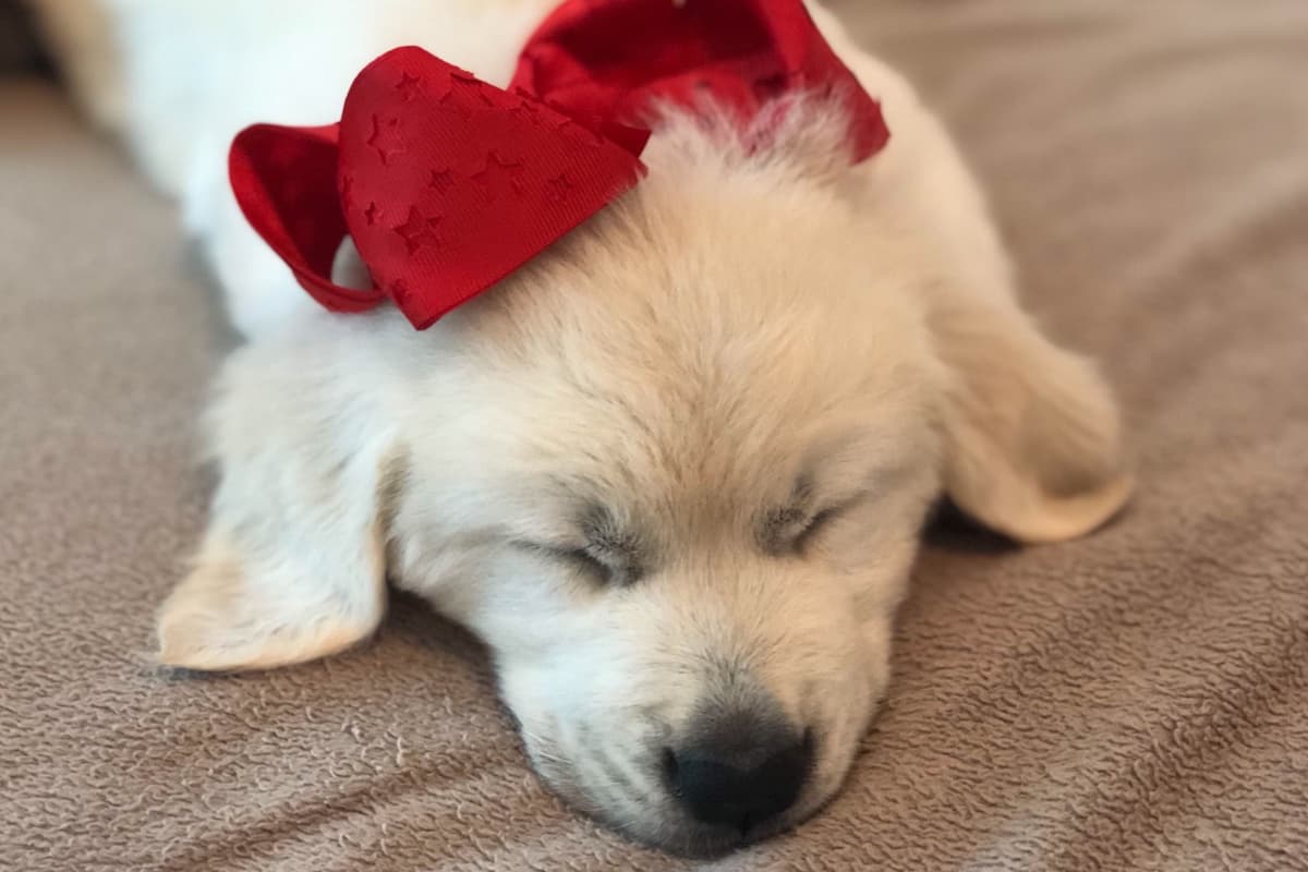 💙English CreamGolden Retriever Puppies $3500 breeder image 18