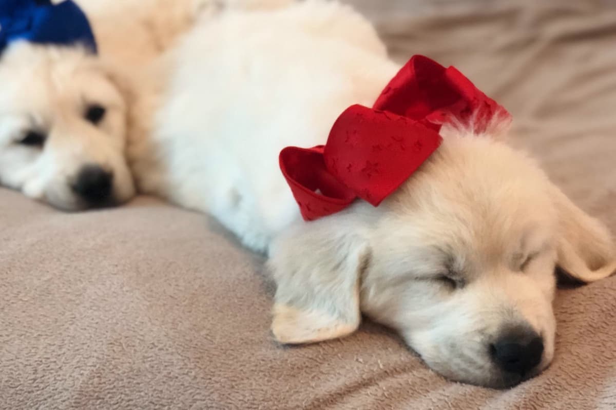 💙English CreamGolden Retriever Puppies $3500 breeder image 98