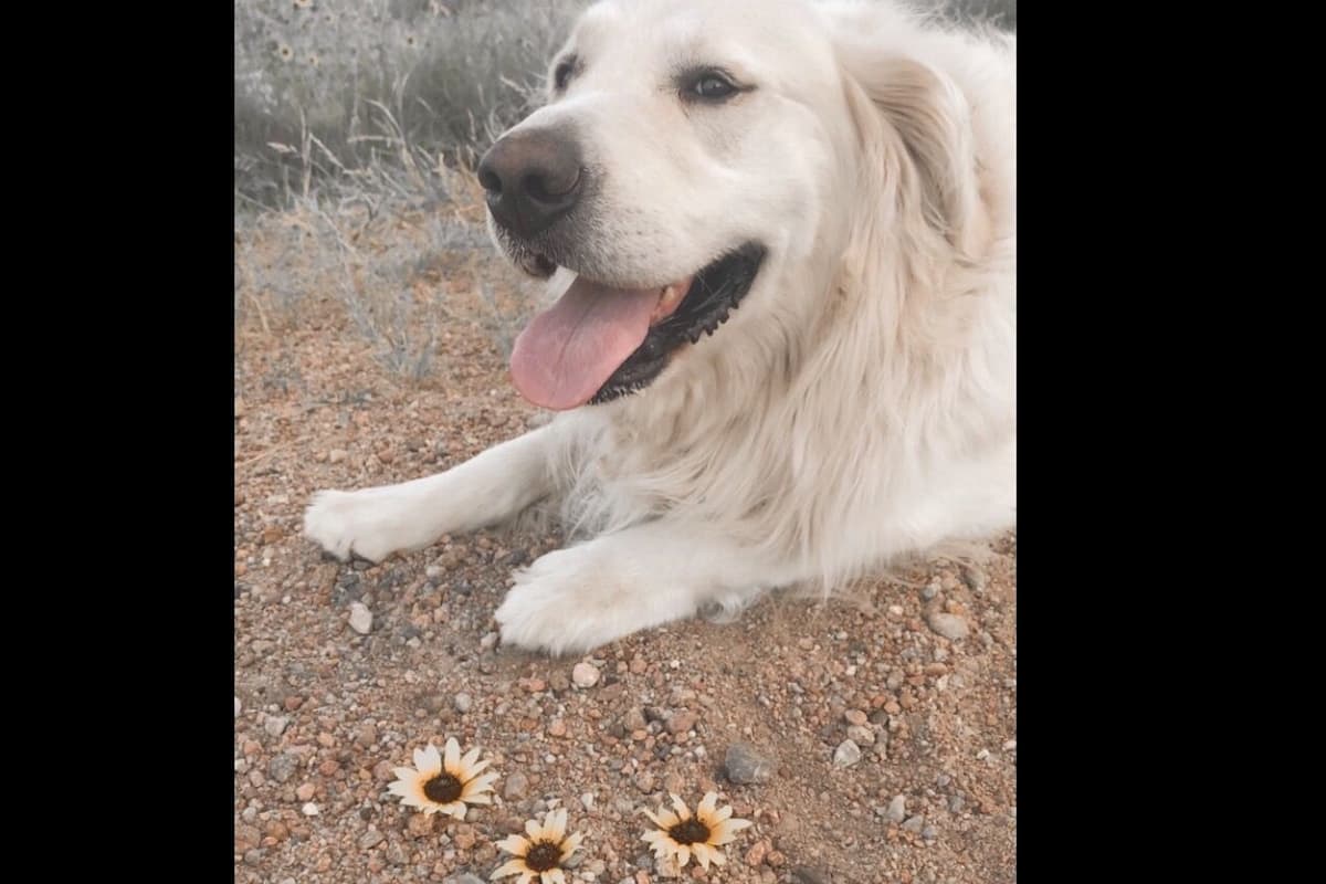 💙English CreamGolden Retriever Puppies $3500 breeder image 101