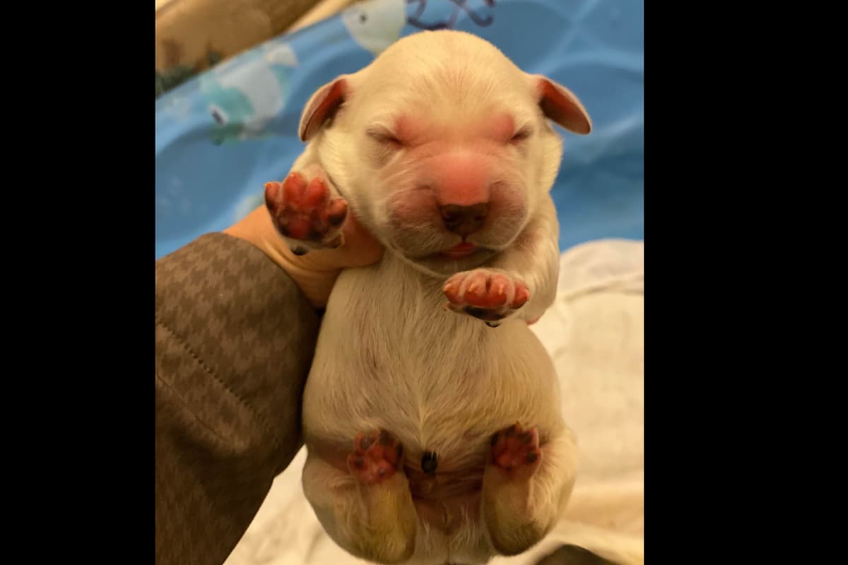 💙English CreamGolden Retriever Puppies $3500 breeder image 103