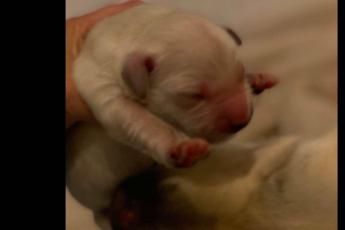 💙English CreamGolden Retriever Puppies $3500 breeder image 104