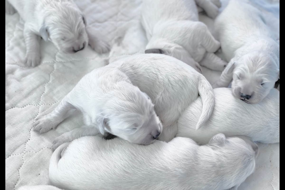 💙English CreamGolden Retriever Puppies $3500 breeder image 15