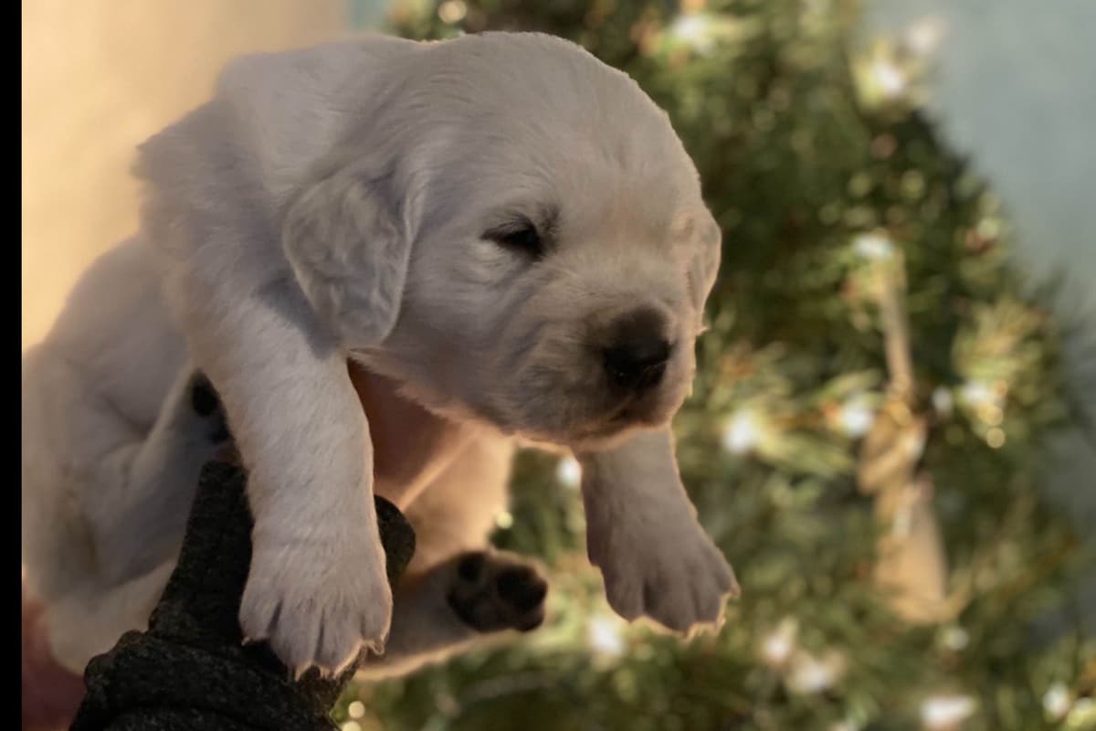 💙English CreamGolden Retriever Puppies $3500 breeder image 14