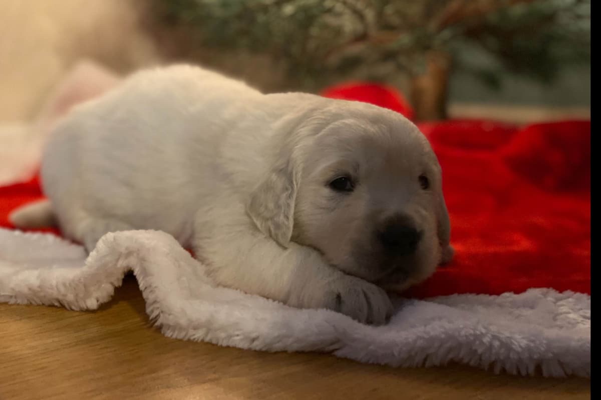 💙English CreamGolden Retriever Puppies $3500 breeder image 105