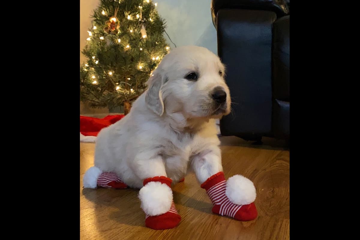 💙English CreamGolden Retriever Puppies $3500 breeder image 106
