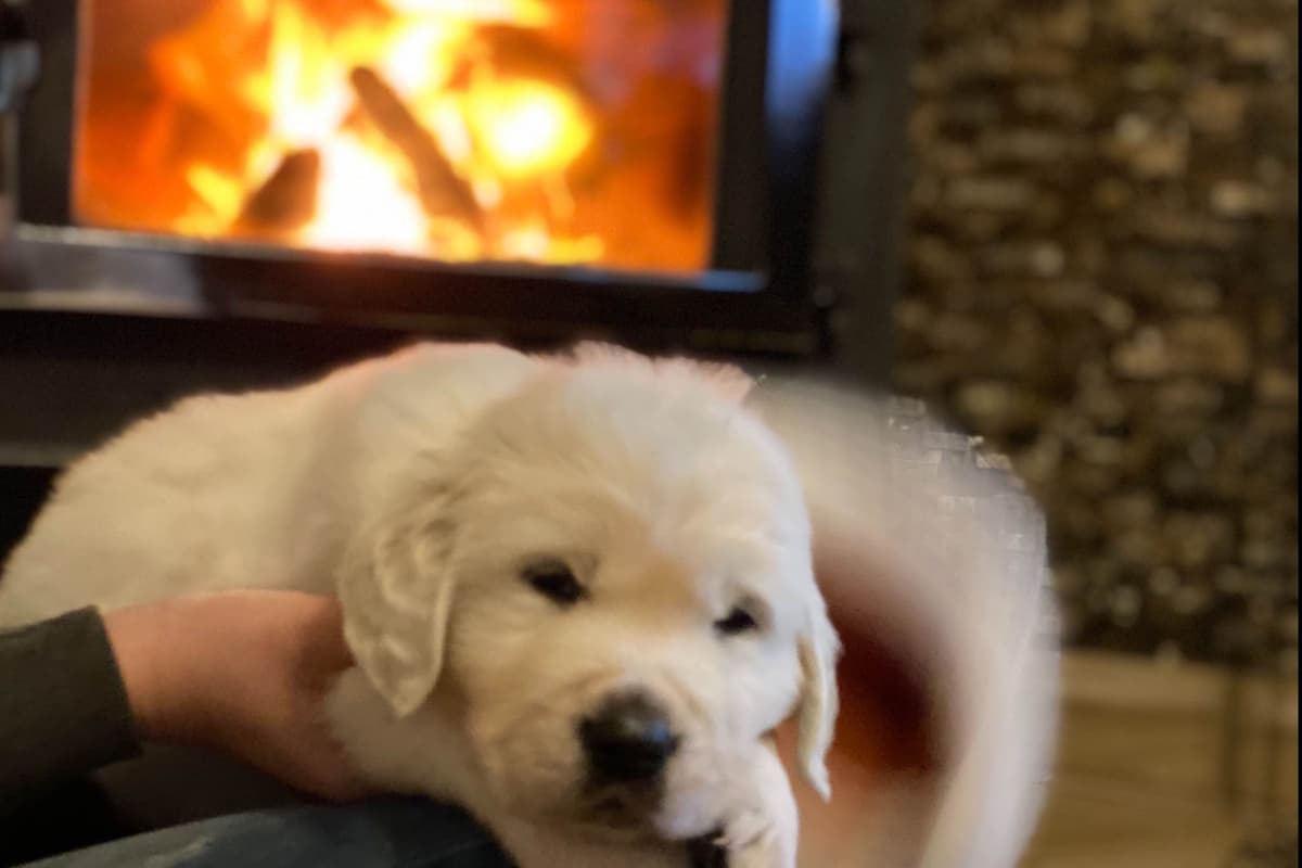 💙English CreamGolden Retriever Puppies $3500 breeder image 107