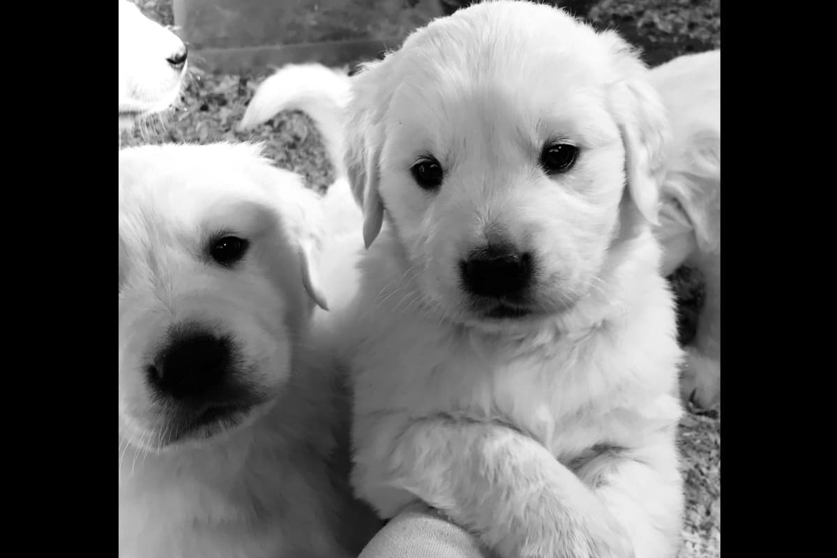 💙English CreamGolden Retriever Puppies $3500 breeder image 13