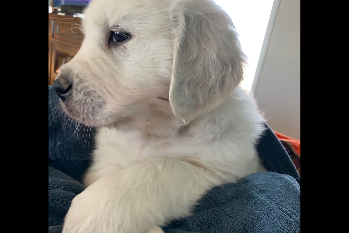 💙English CreamGolden Retriever Puppies $3500 breeder image 1