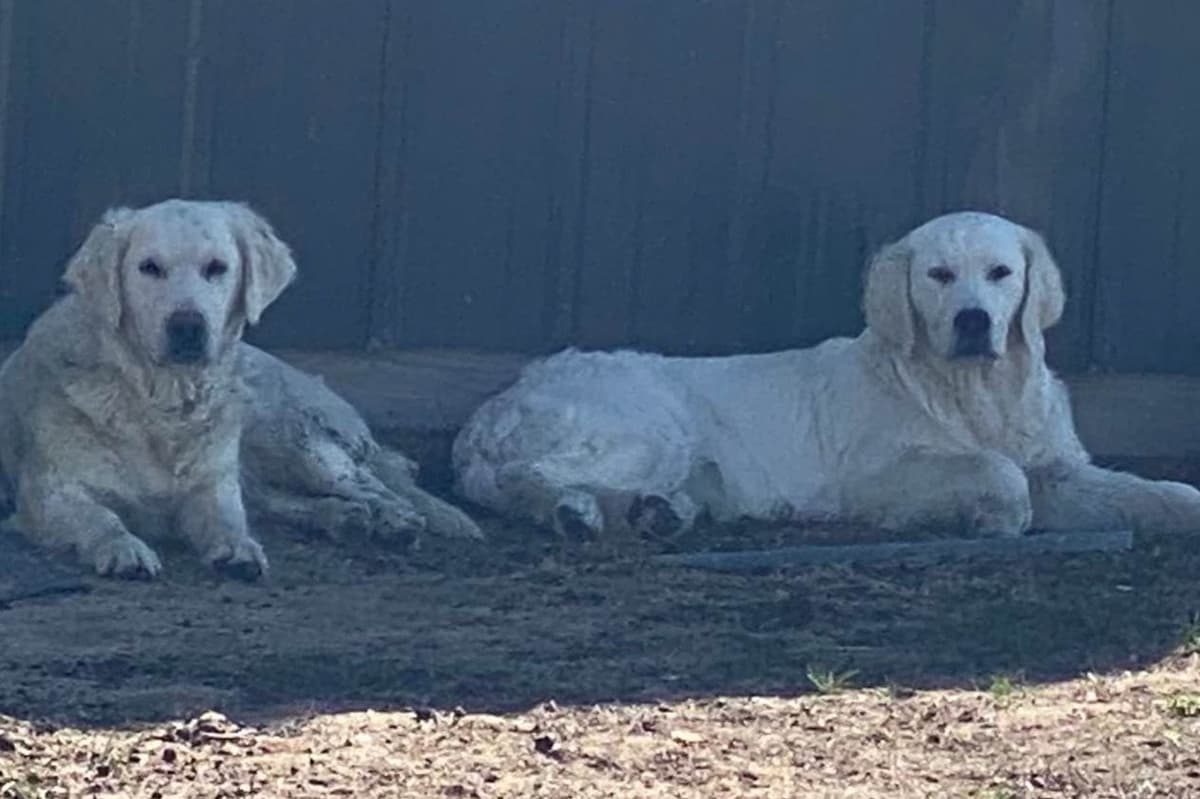 💙English CreamGolden Retriever Puppies $3500 breeder image 108