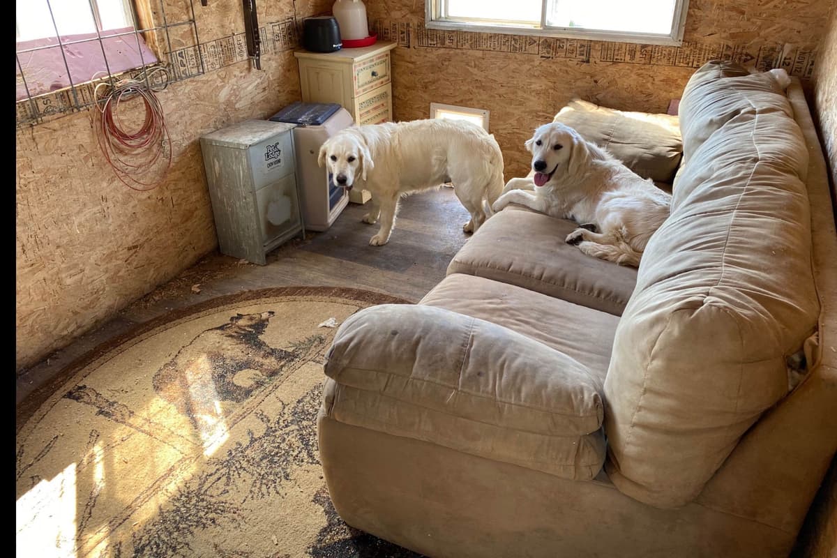 💙English CreamGolden Retriever Puppies $3500 breeder image 112
