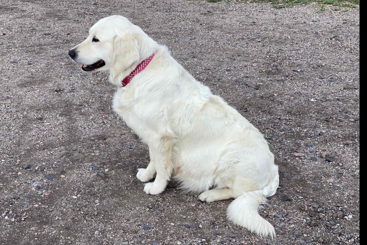 💙English CreamGolden Retriever Puppies $3500 breeder image 116