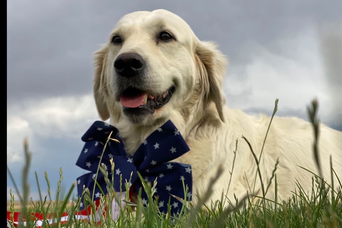 💙English CreamGolden Retriever Puppies $3500 breeder image 117