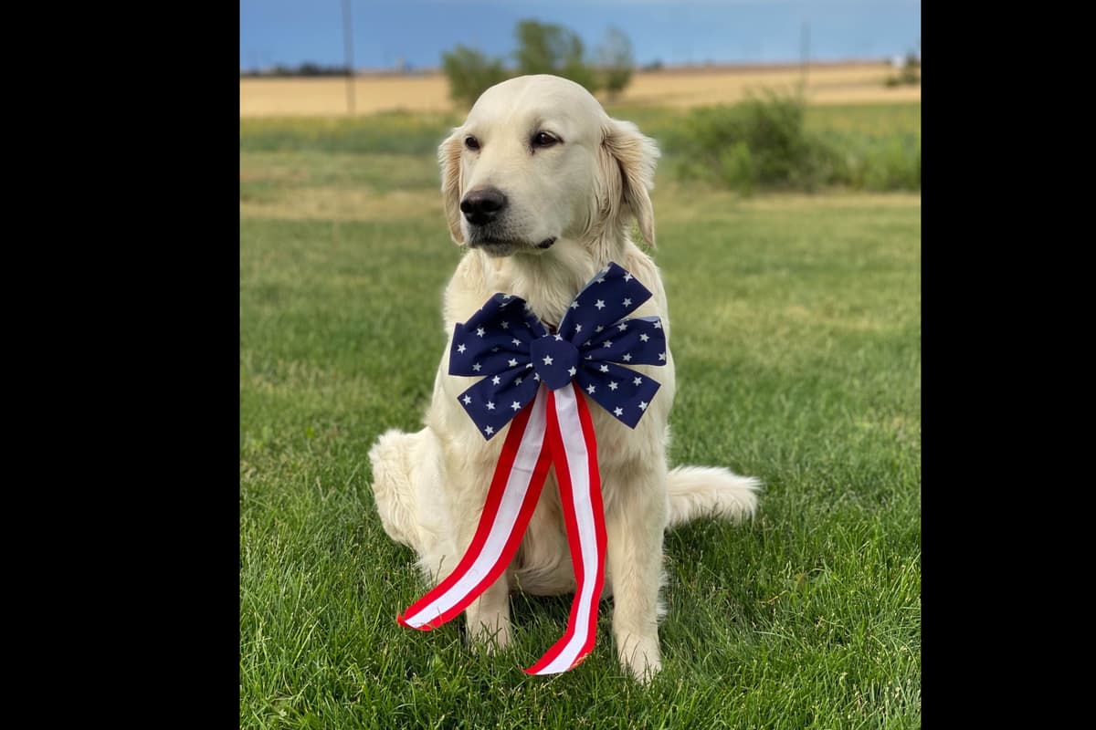 💙English CreamGolden Retriever Puppies $3500 breeder image 118