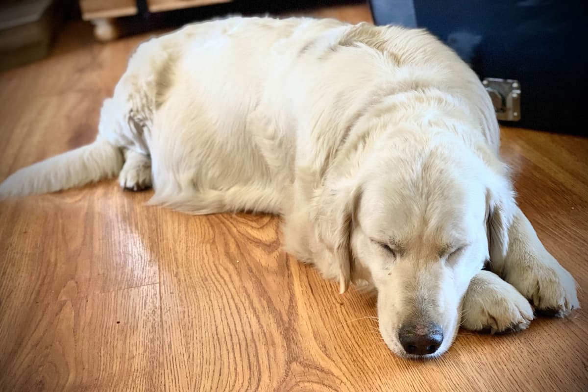 💙English CreamGolden Retriever Puppies $3500 breeder image 119