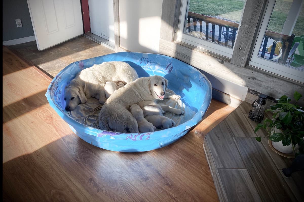 💙English CreamGolden Retriever Puppies $3500 breeder image 121