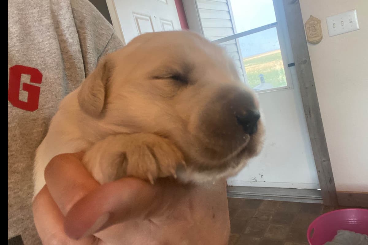 💙English CreamGolden Retriever Puppies $3500 breeder image 122
