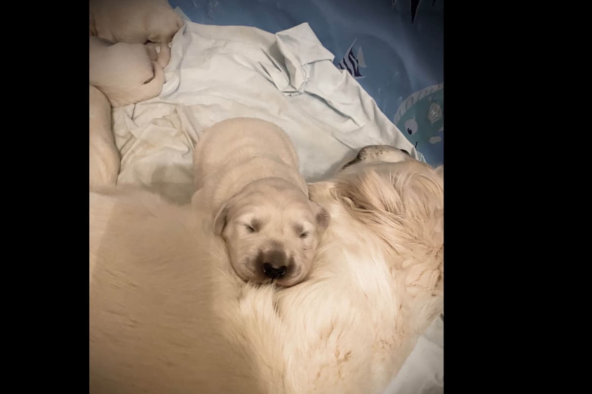💙English CreamGolden Retriever Puppies $3500 breeder image 123