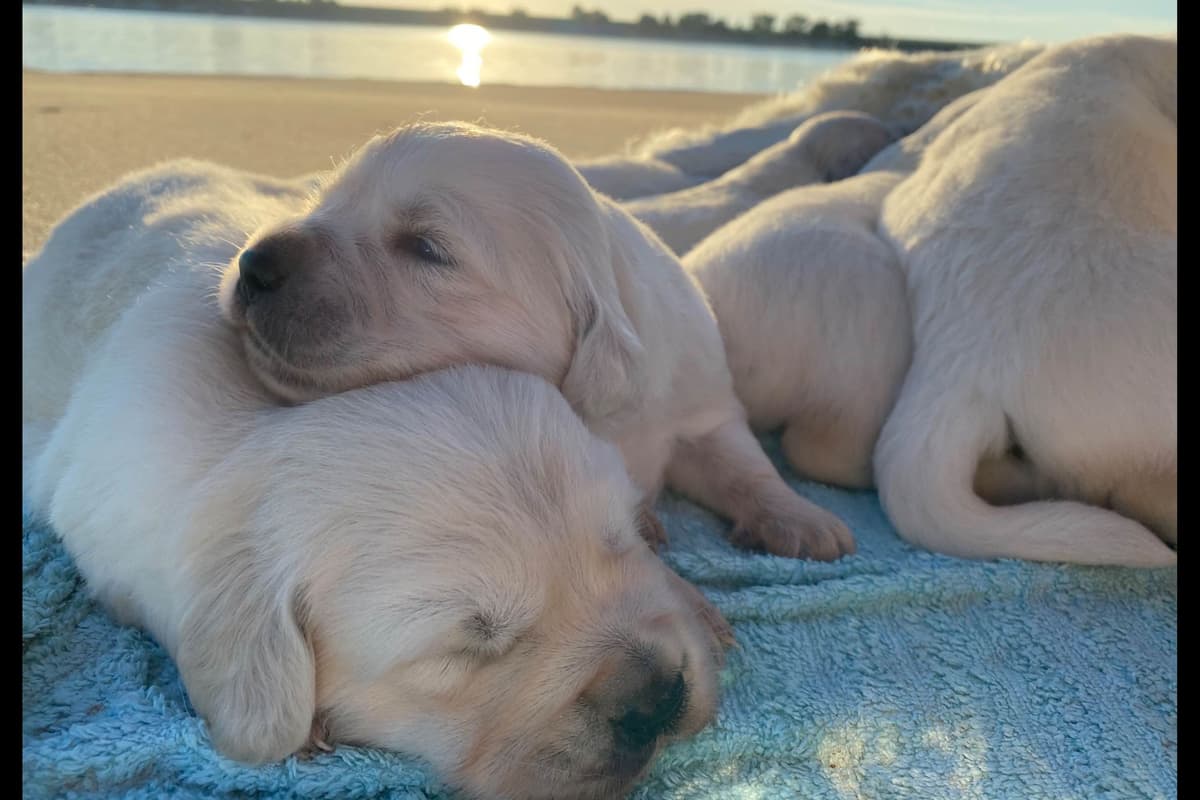 💙English CreamGolden Retriever Puppies $3500 breeder image 11