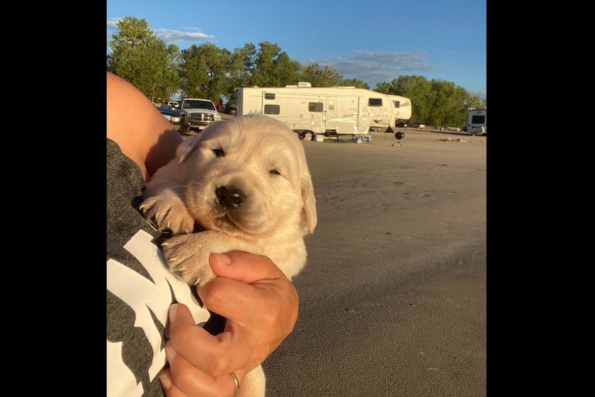 💙English CreamGolden Retriever Puppies $3500 breeder image 124