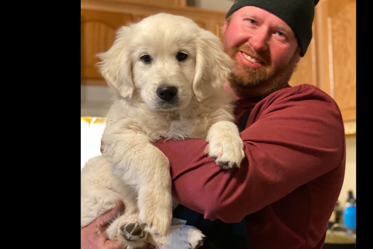 💙English CreamGolden Retriever Puppies $3500 breeder image 130