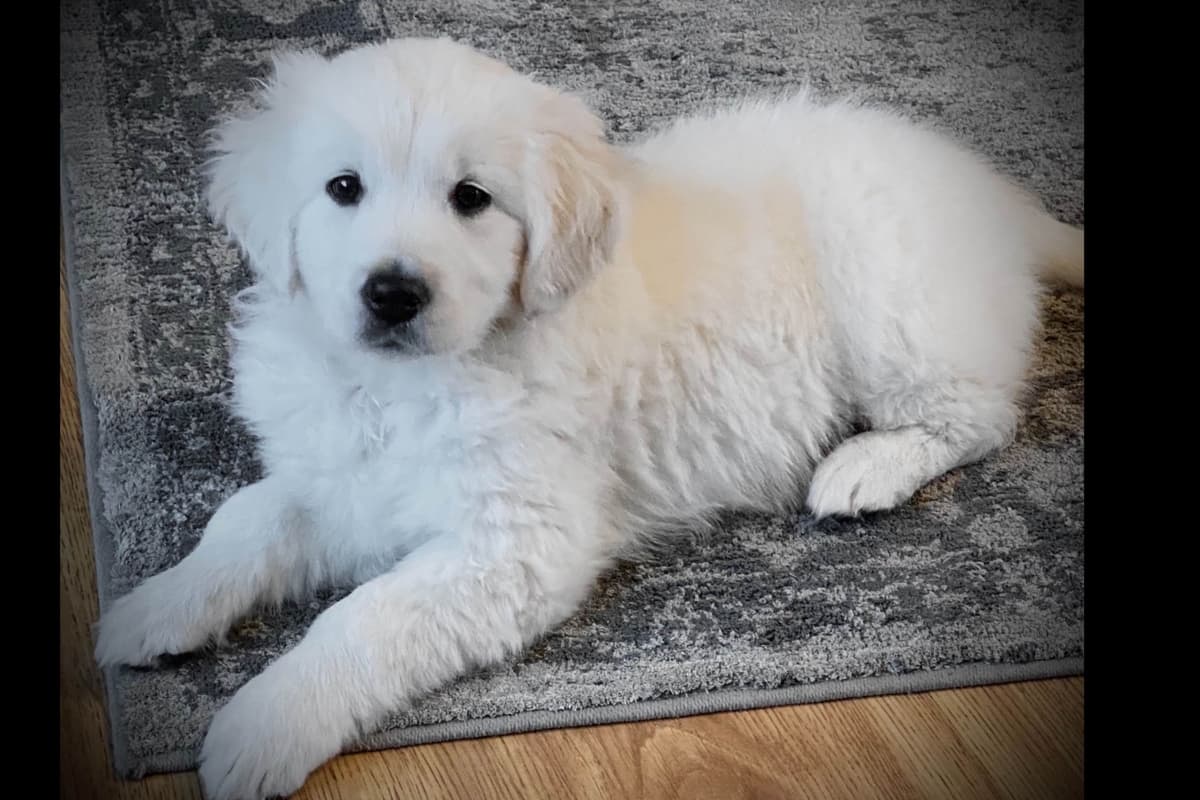 💙English CreamGolden Retriever Puppies $3500 breeder image 132