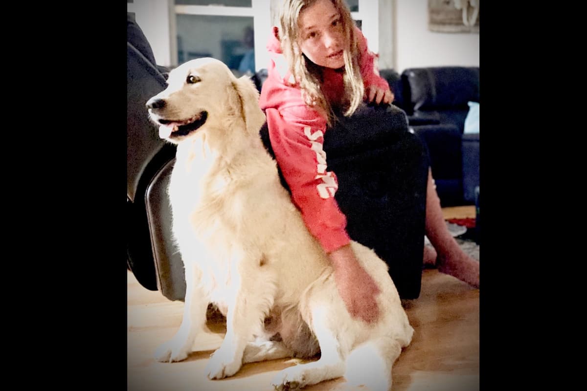 💙English CreamGolden Retriever Puppies $3500 breeder image 134