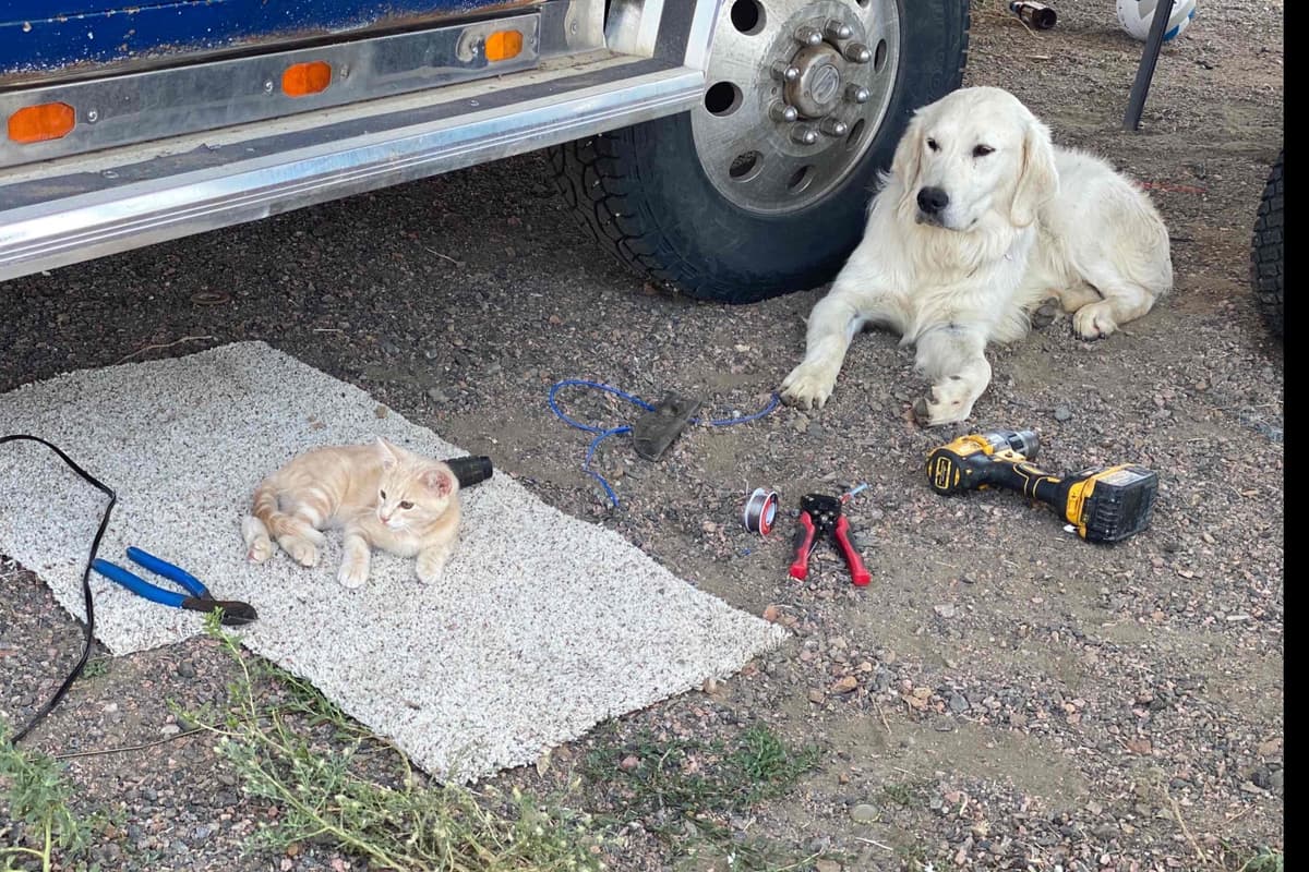 💙English CreamGolden Retriever Puppies $3500 breeder image 135