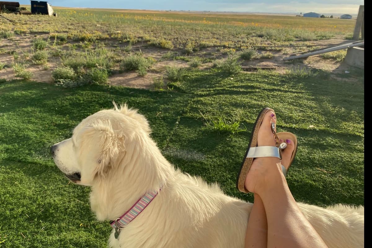 💙English CreamGolden Retriever Puppies $3500 breeder image 136