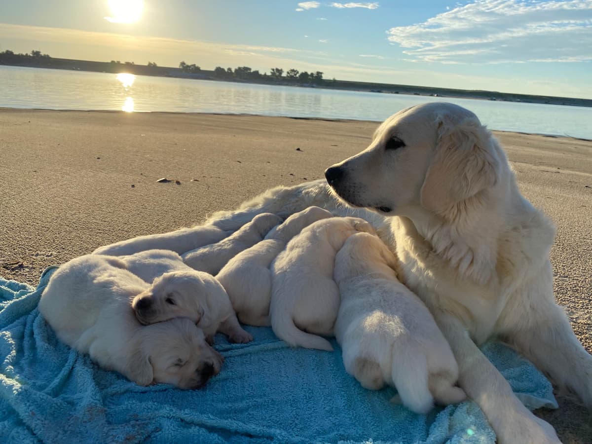 💙English CreamGolden Retriever Puppies $3500 breeder image 137