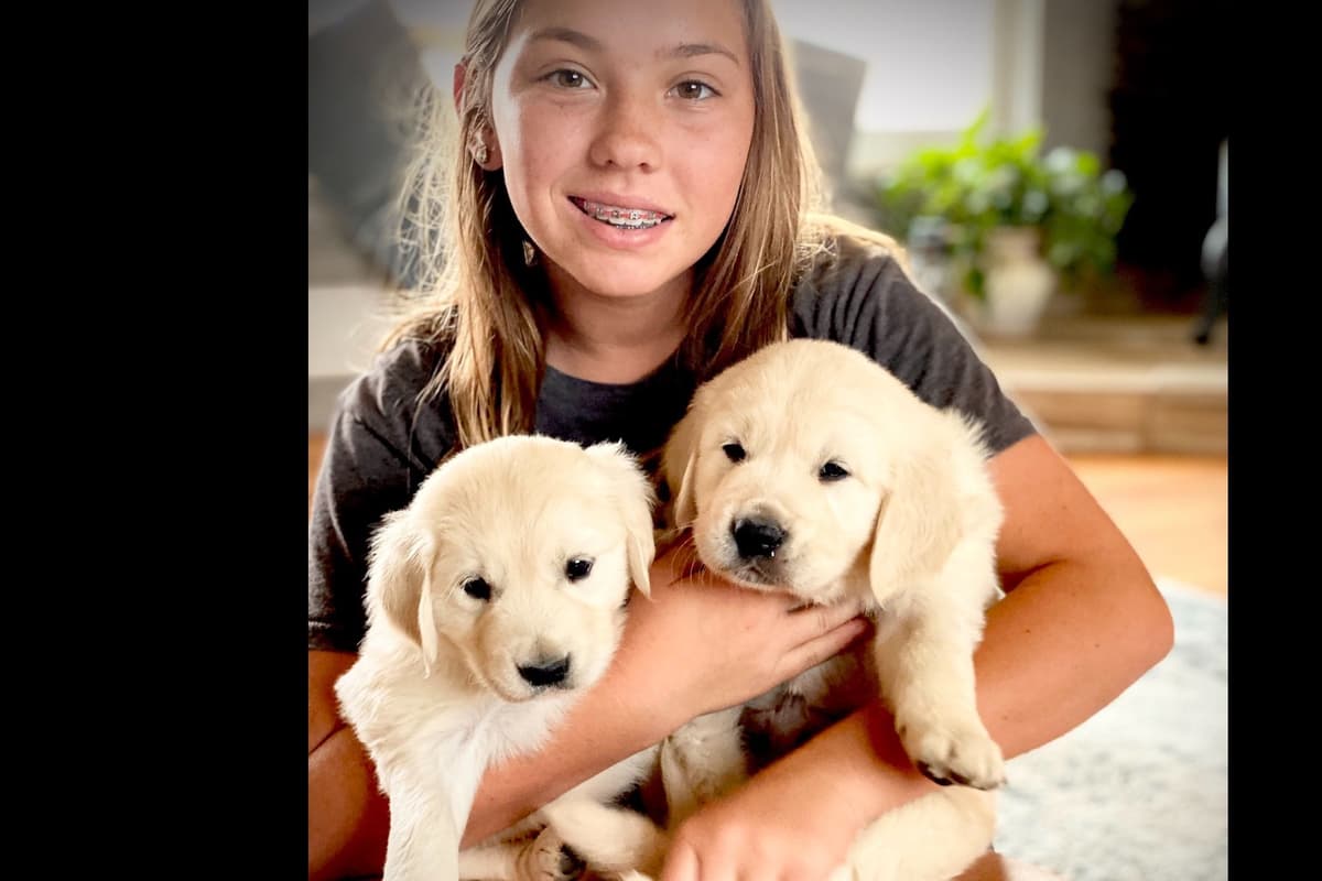 💙English CreamGolden Retriever Puppies $3500 breeder image 139