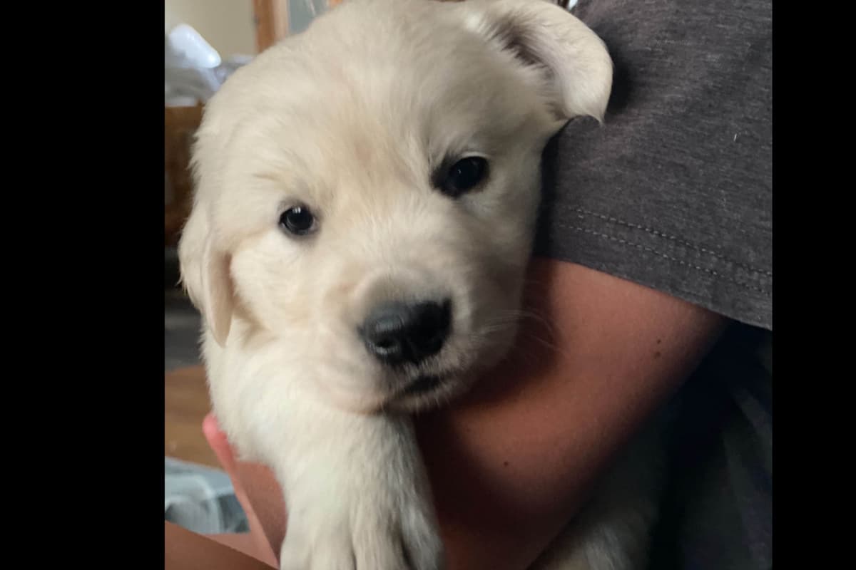 💙English CreamGolden Retriever Puppies $3500 breeder image 141