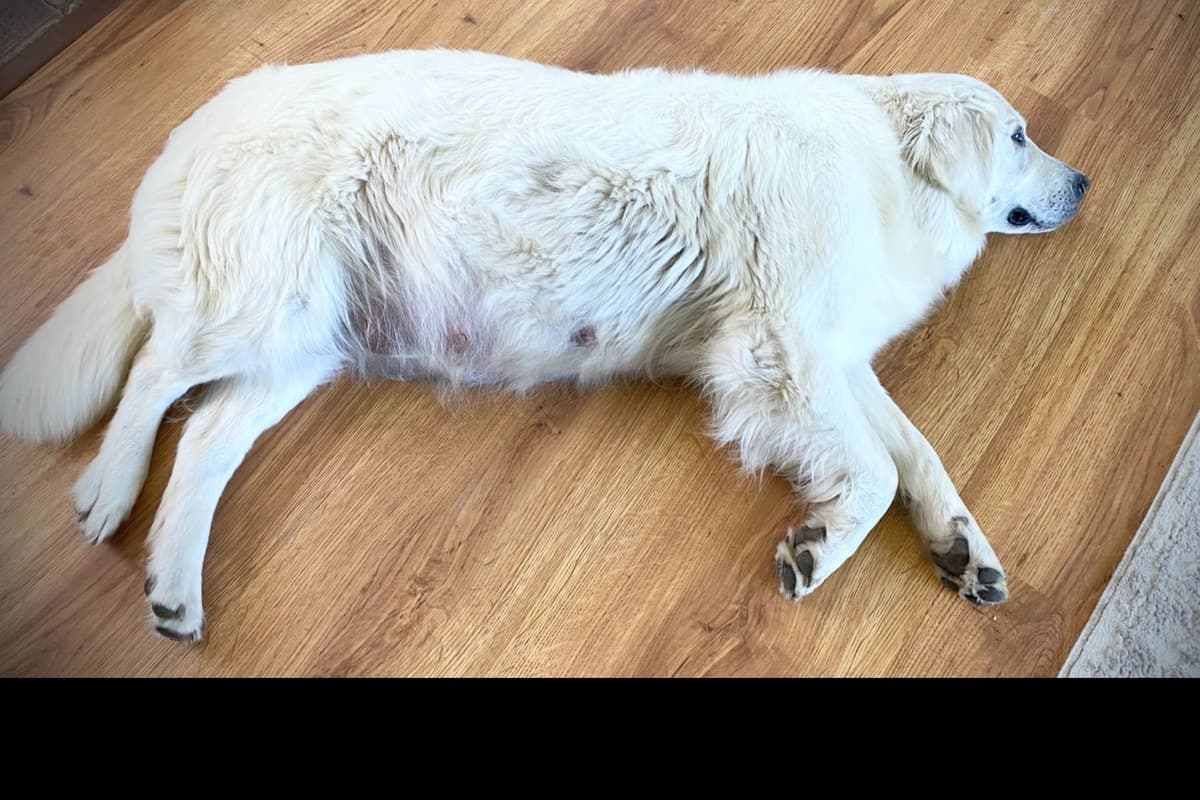 💙English CreamGolden Retriever Puppies $3500 breeder image 142