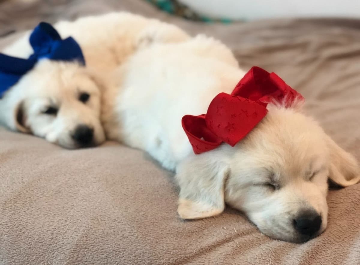 💙English CreamGolden Retriever Puppies $3500 breeder image 143